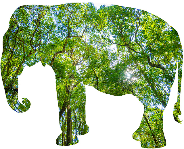 FSC認証紙の利用で豊かな森林を守る